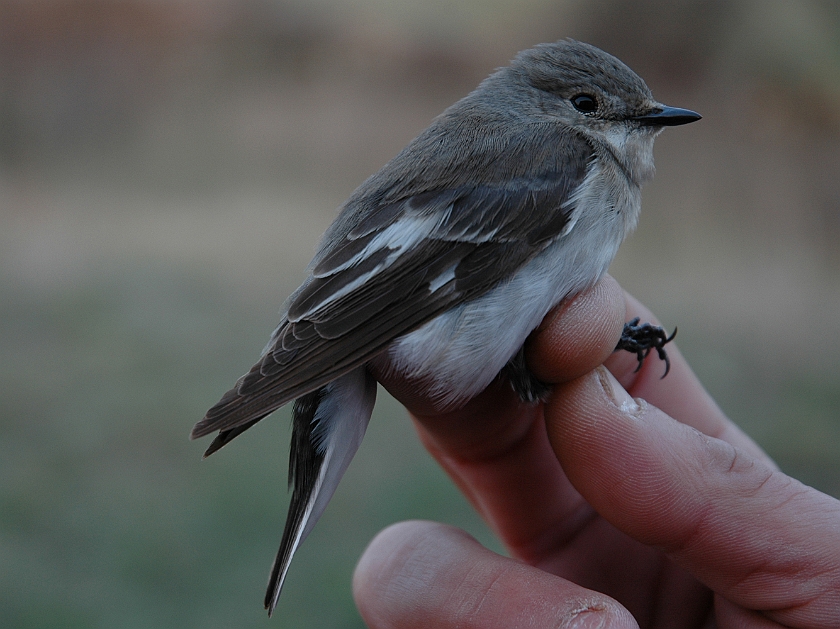 Collared Flycatcher, Sundre 20060506